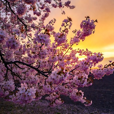 Cherry Blossom Tree at Sunset