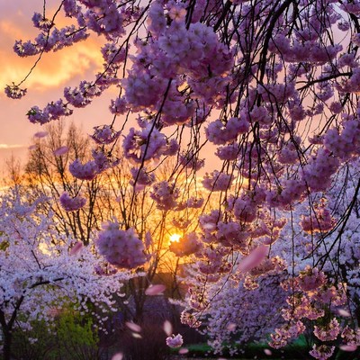 Cherry Blossoms at Sunset