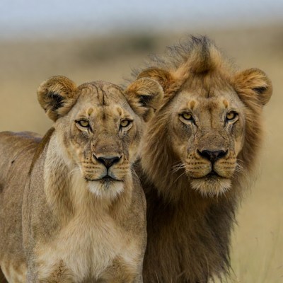 Lion and lioness in savanna