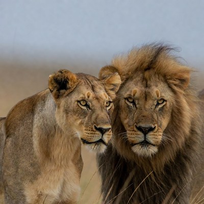 Lion and lioness staring together
