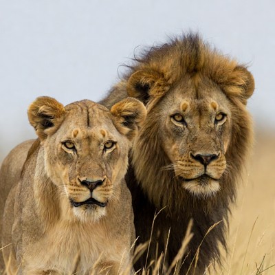 Lion and lioness standing together