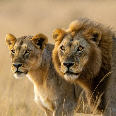 Lion and lioness in savanna grass