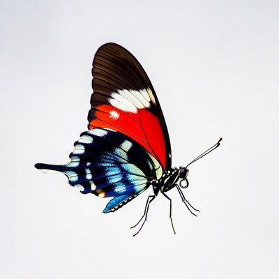 Colorful butterfly on white background