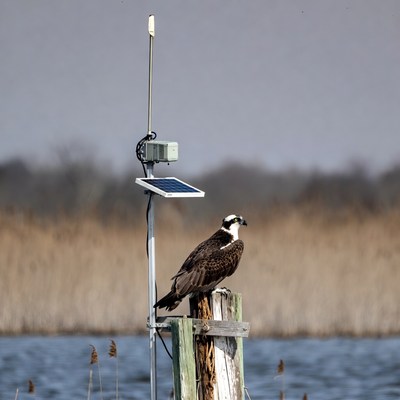 Osprey perched on wildlife monitoring post