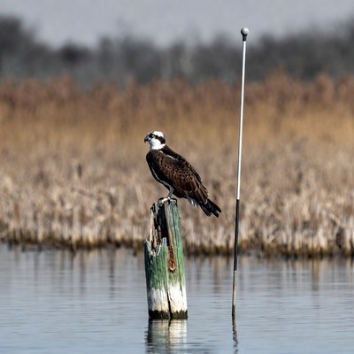 Osprey perched on wooden post
