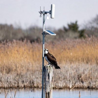 Osprey perched on weather station pole