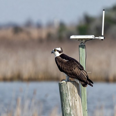 Osprey perched on wooden post