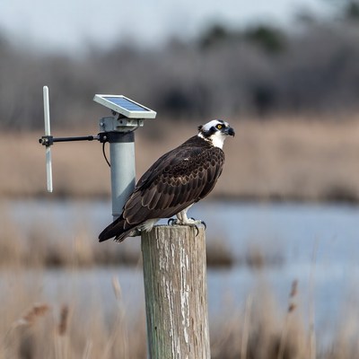 Osprey perched on weather station post