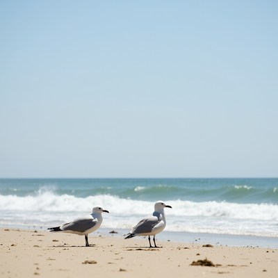 Two seagulls on beach by ocean