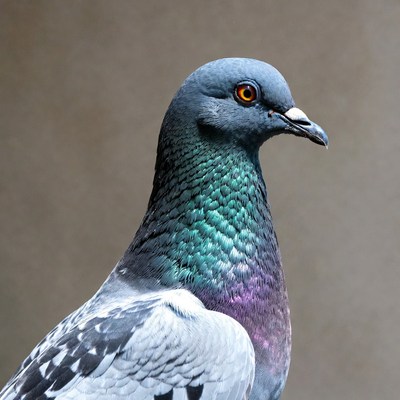 Closeup of iridescent pigeon head