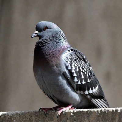 Gray pigeon perched on wall