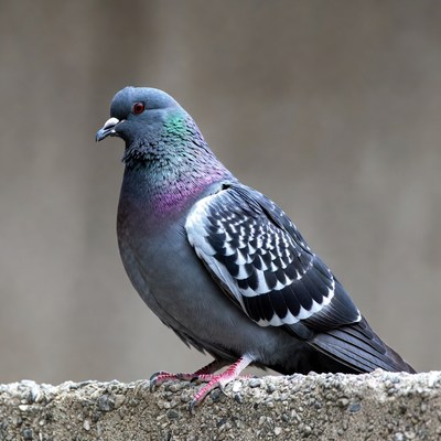 Gray pigeon on concrete ledge