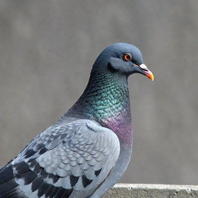 Gray pigeon with iridescent feathers