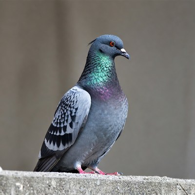 Gray pigeon on stone wall