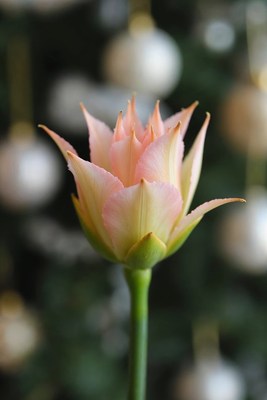 Pink Lily Flower with Christmas Ornaments