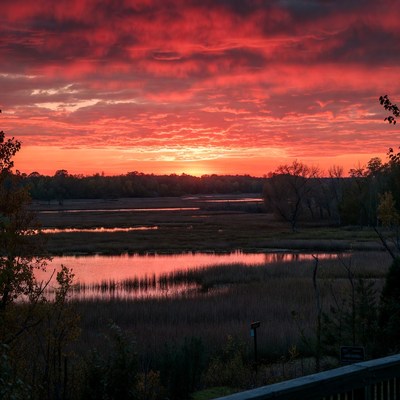 Vibrant Sunset over Marsh and Trees