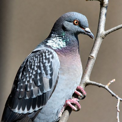 Gray pigeon perched on branch