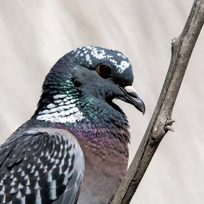 Rock Dove Perched on Branch