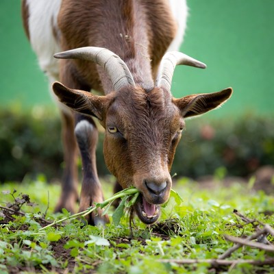 Brown goat eating green grass