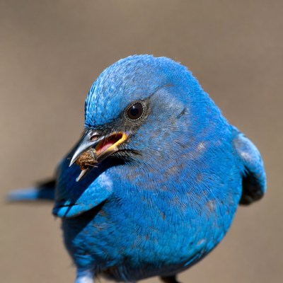 Blue bird eating insect