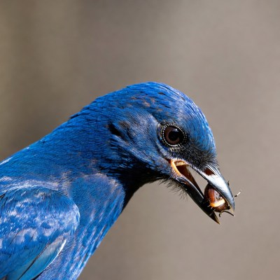Blue bird eating insect