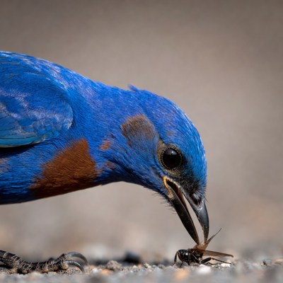 Blue bird eating insect