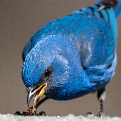 Blue bird eating insect