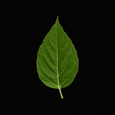 Green Leaf on Black Background