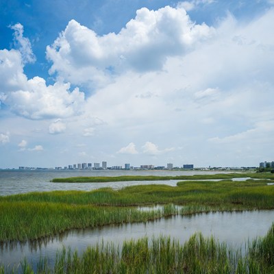 Marshland with city skyline horizon