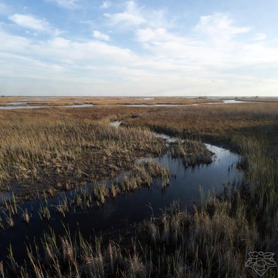 Marshland with winding waterways