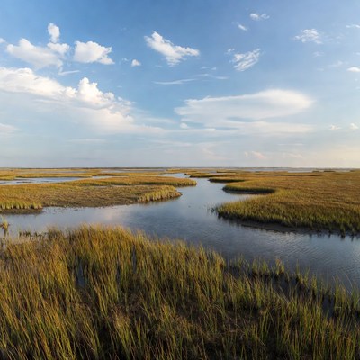 Marshland with winding waterways