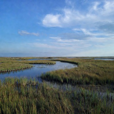 Marshland with winding waterways