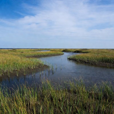 Marshland with winding waterways