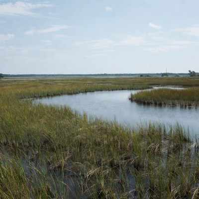 Marshland with winding waterways