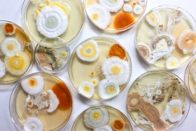 Petri Dishes with Mold Colonies