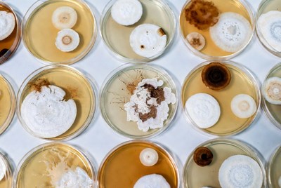 Petri Dishes with Bacterial Cultures