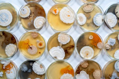 Petri Dishes with Fungal Colonies
