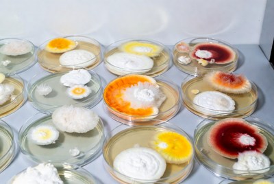 Colorful Mold Cultures in Petri Dishes