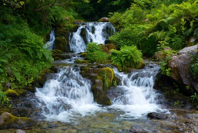 Cascading Waterfall in Lush Green Forest