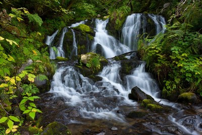 Waterfall cascading in lush green forest