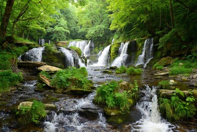 Cascading Waterfalls in Lush Green Forest