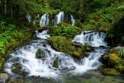 Waterfall cascading in lush green forest