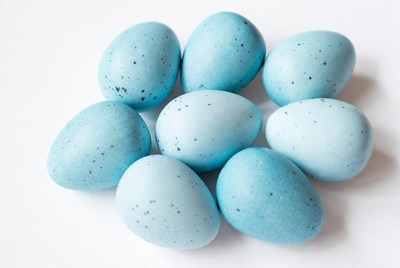 Cluster of blue speckled eggs