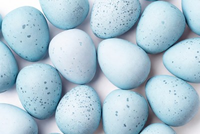 Blue speckled eggs on white background