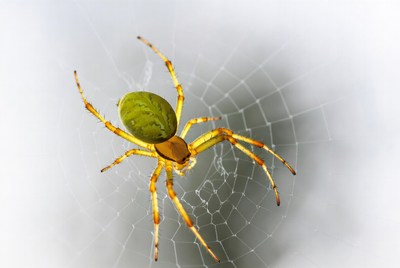 Green spider on web
