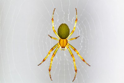 Green and yellow orb weaver spider