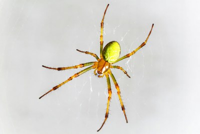 Green orb weaver spider on web