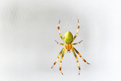 Green Orb Weaver Spider on Web