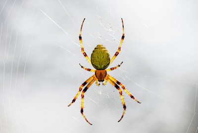 Green orb weaver spider on web