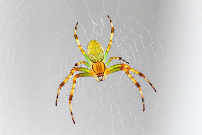 Green Lynx Spider on Web